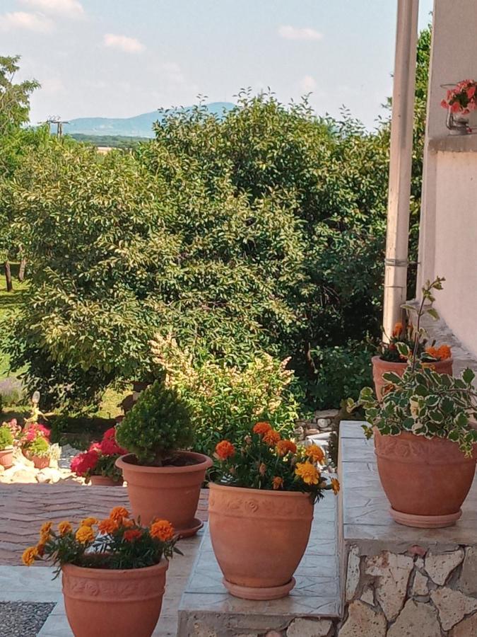 Tokaj Hill Panorama Guesthouse Серенч Экстерьер фото