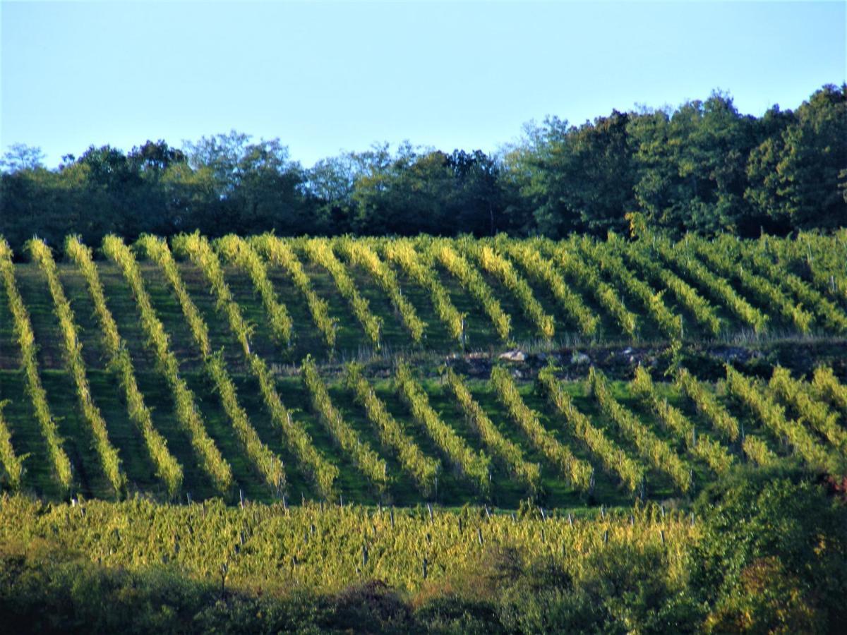 Tokaj Hill Panorama Guesthouse Серенч Экстерьер фото