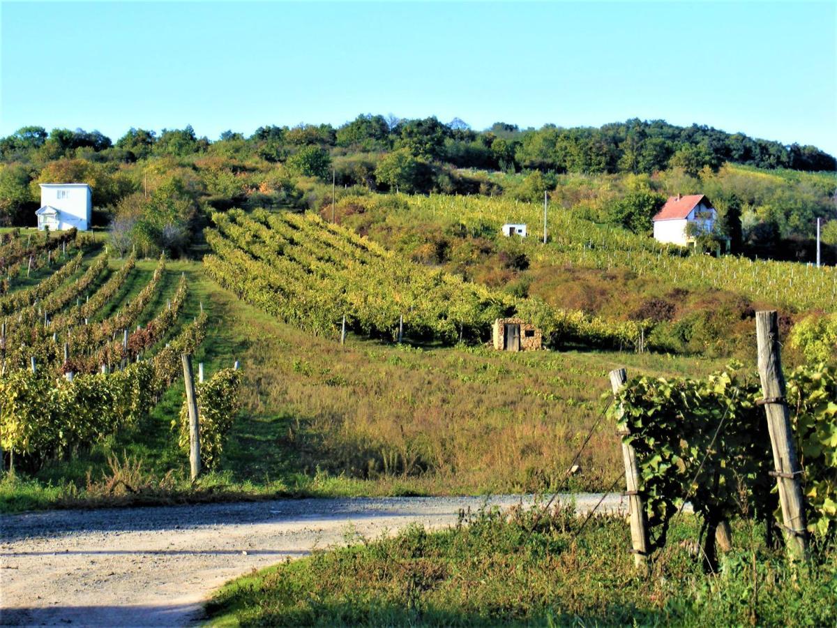 Tokaj Hill Panorama Guesthouse Серенч Экстерьер фото